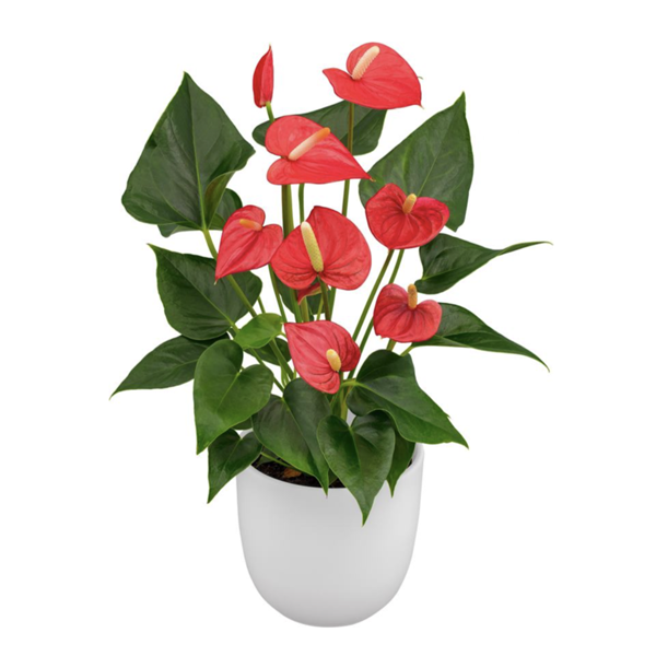 Anthuriums