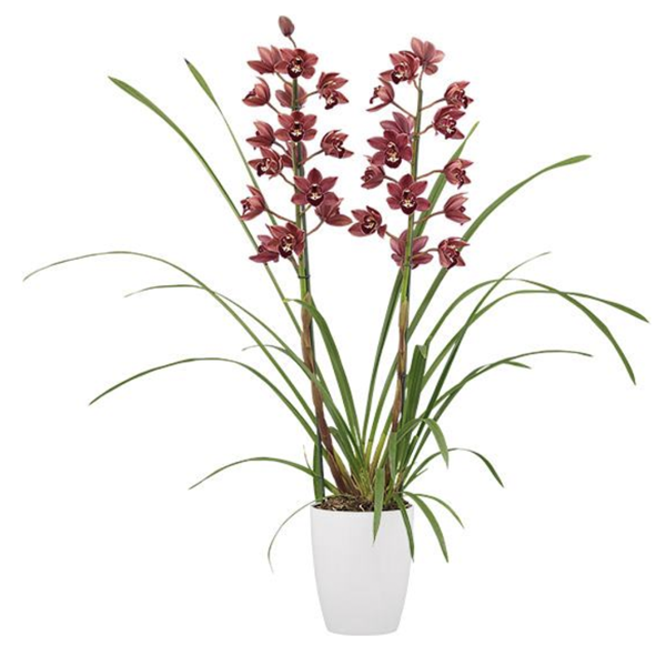 Cymbidium Orchids