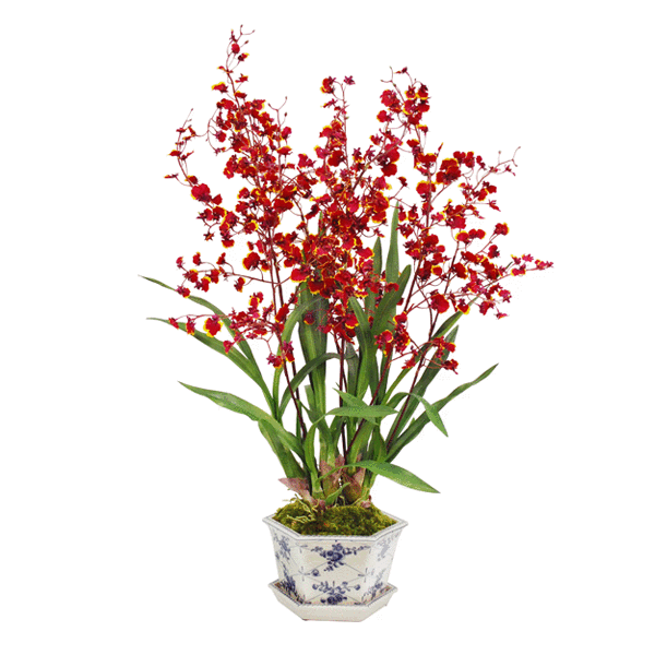 Oncidium Orchids