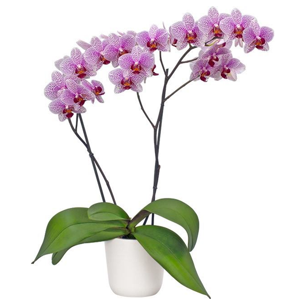 Phalaenopsis Orchids