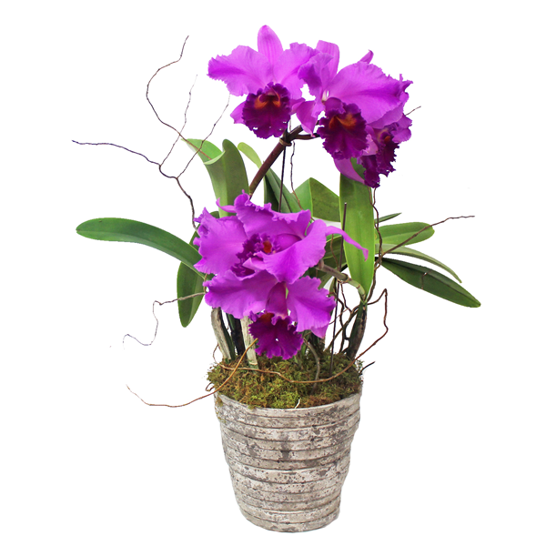 Cattleya Orchids.