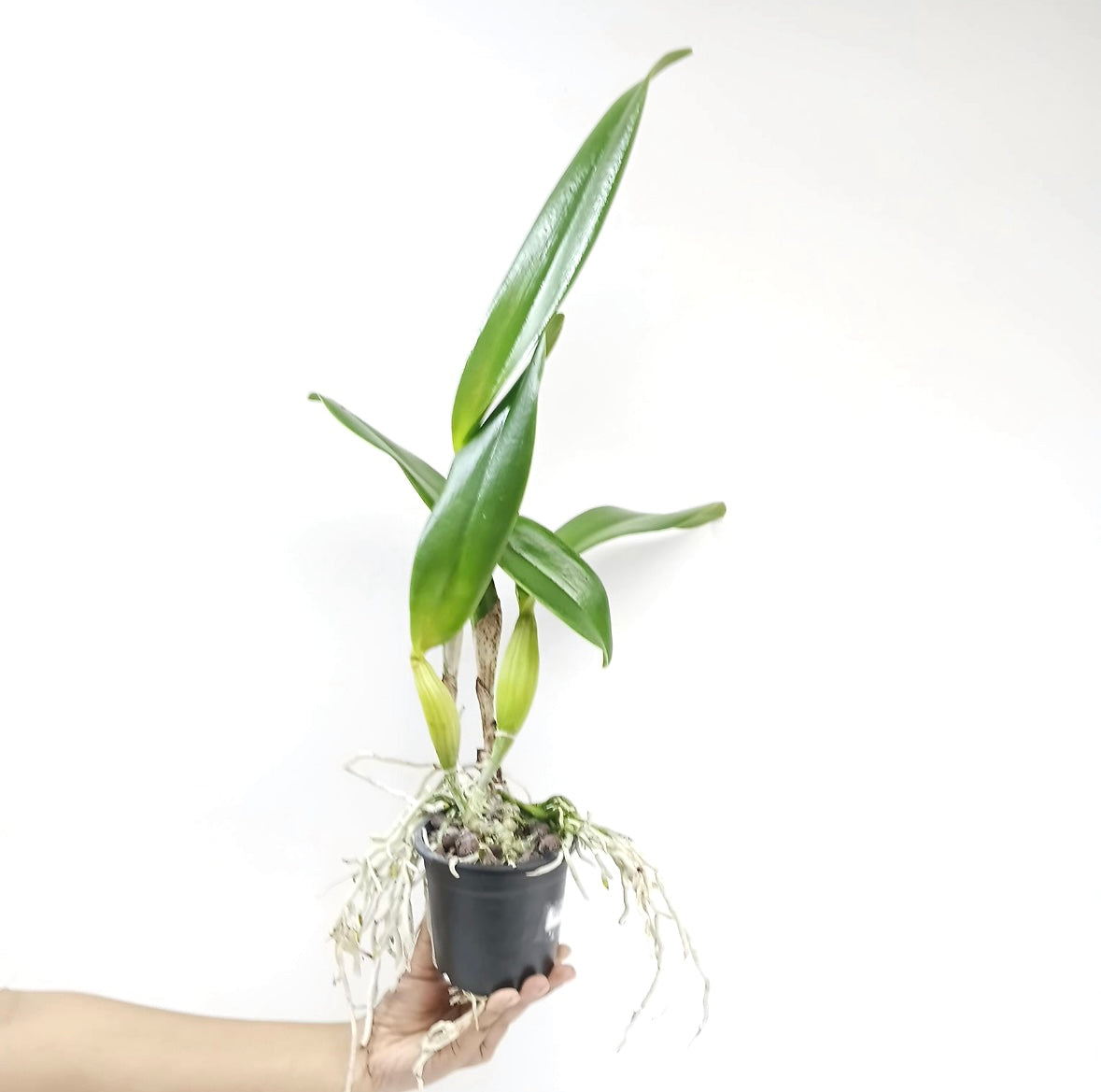 Cattleya Goldenzelle Egg Nog x Maris Song Mad Butterfly Orchid Plant - BS