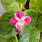 African Violet | Single Petal