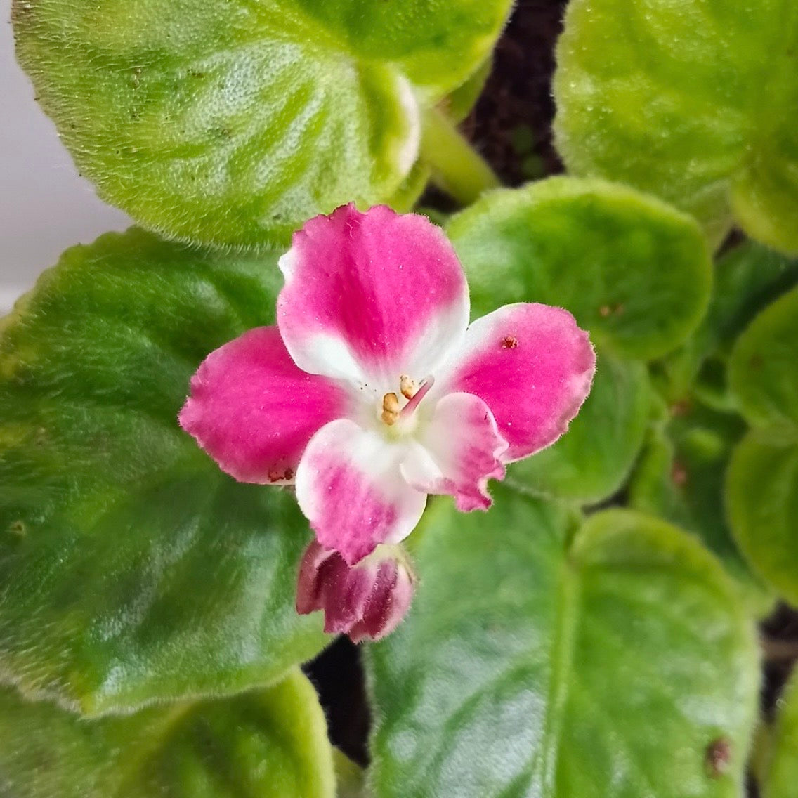 African Violet | Single Petal