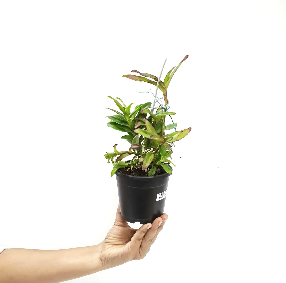 Epidendrum Big Red Orchid Plant - BS