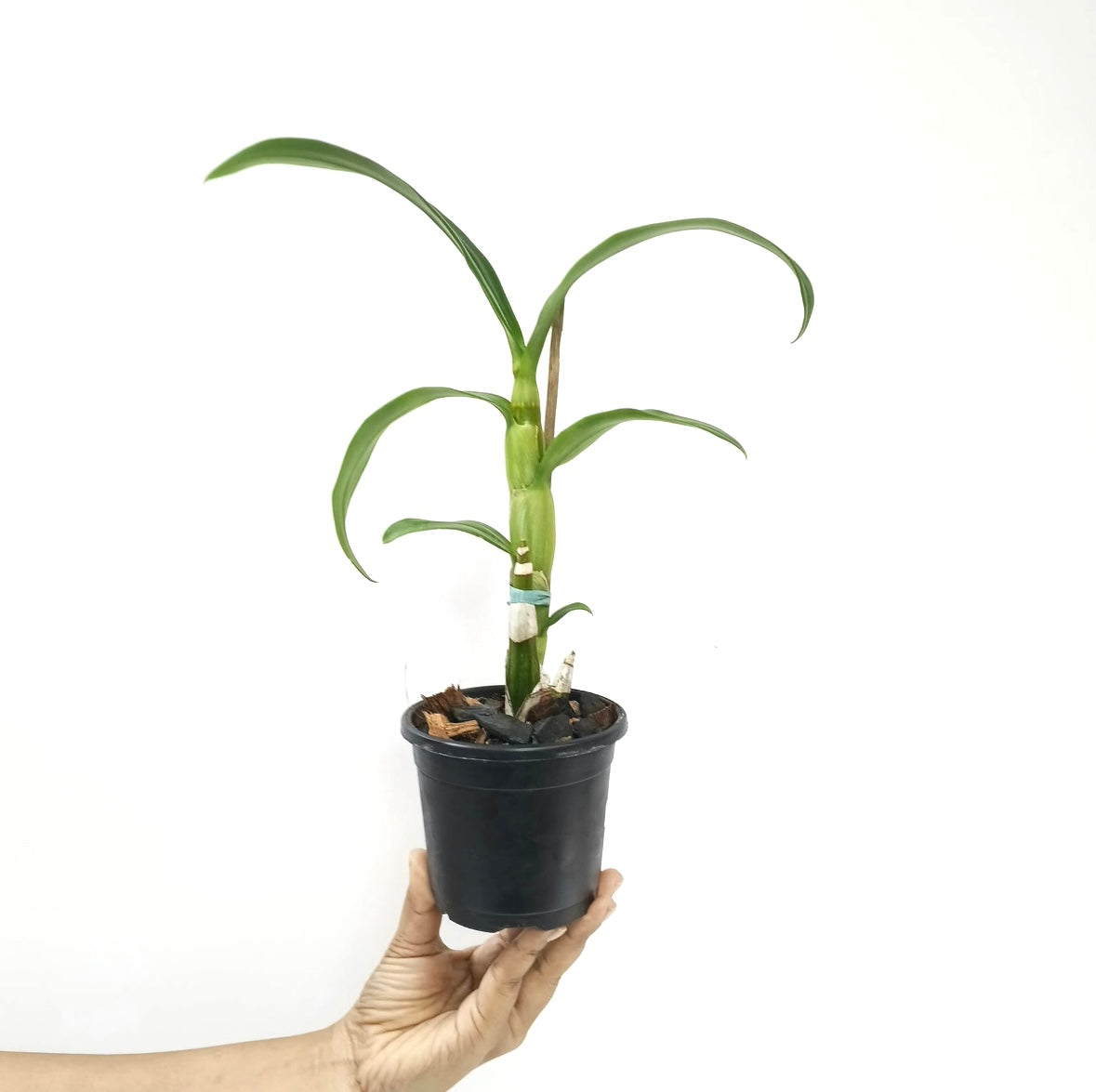 Dendrobium Airy Jumbo Red Orchid Plant - BS