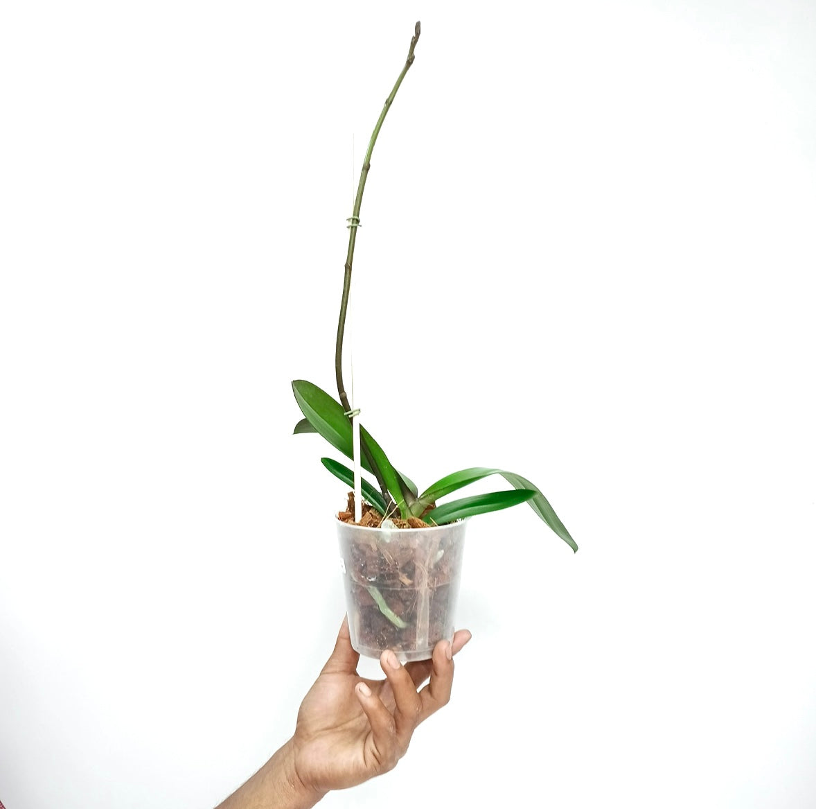 Phalaenopsis Lianher Orange Orchid Plant - FF