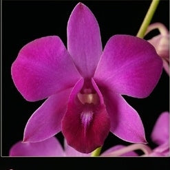 Dendrobium Panjarat Pink Orchid Plant - BS