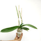 Phalaenopsis Moonlight Orchid Plant - FF