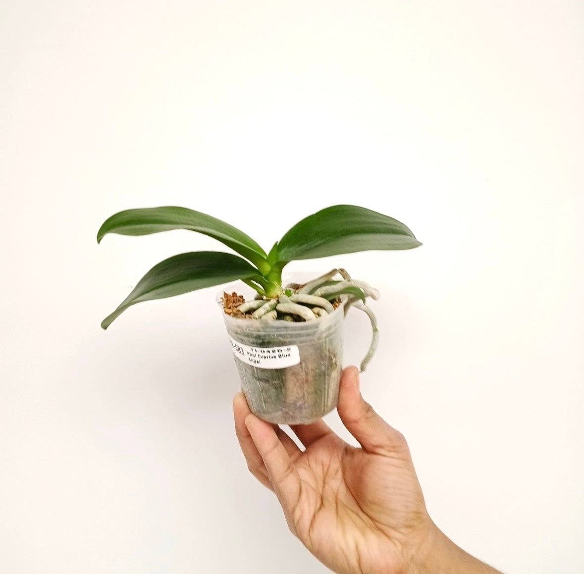 Phalaenopsis Evarise Blue Angel Orchid Plant - FF