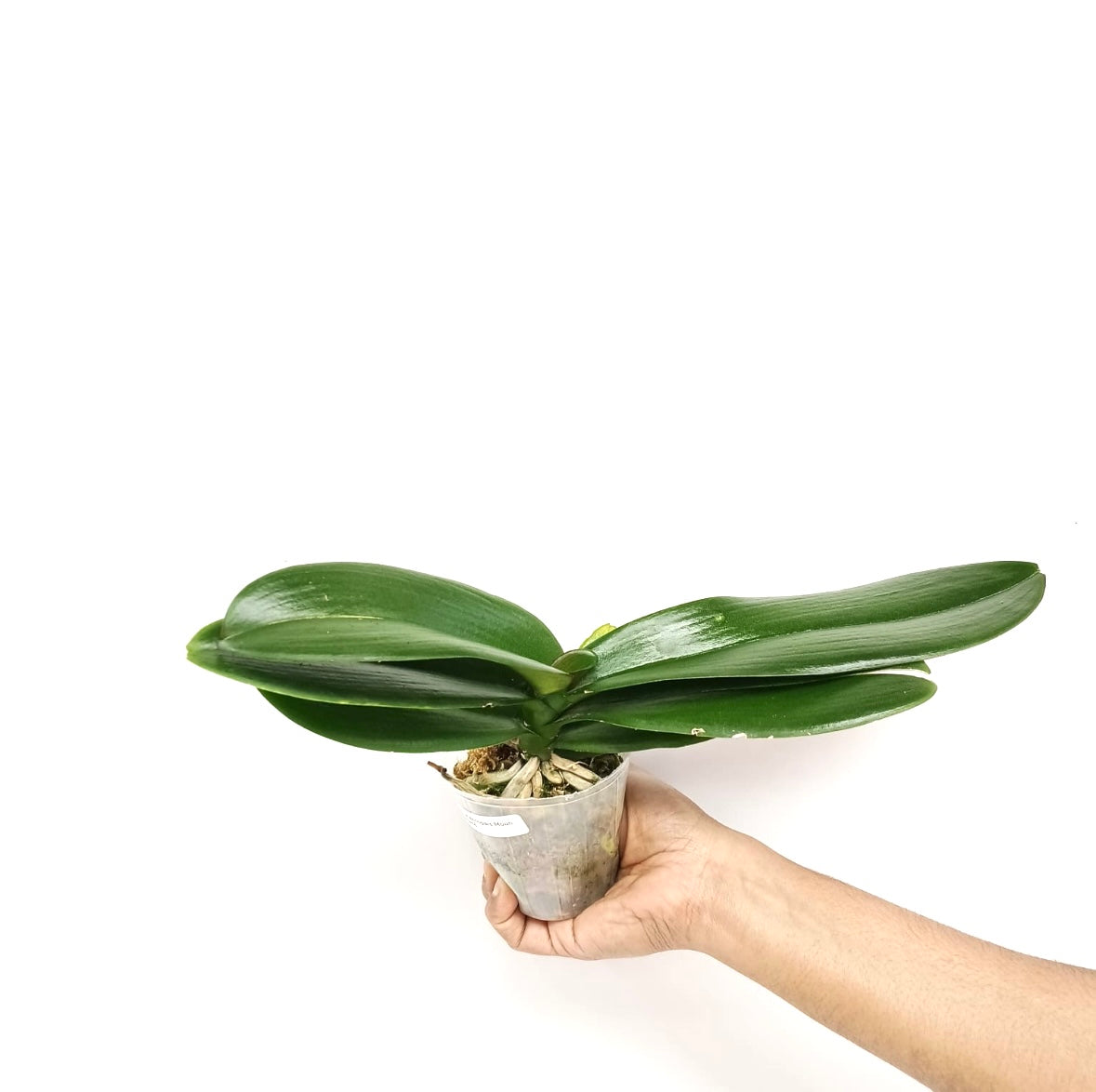 Phalaenopsis Moon Island Orchid Plant -BS