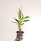 Dendrobium Yasuka Sugiyama Parade Orchid Plant - BS
