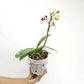 Phalaenopsis Chian Xen Violin X Phal. Lioulin Lovely Lip Orchid Plant - FF