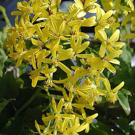 Cape Ivy Plant with flowers
