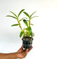 Dendrobium Rose Betty Purple Orchid Plant - BS - Buy Orchids Plants Online by Orchid-Tree.com