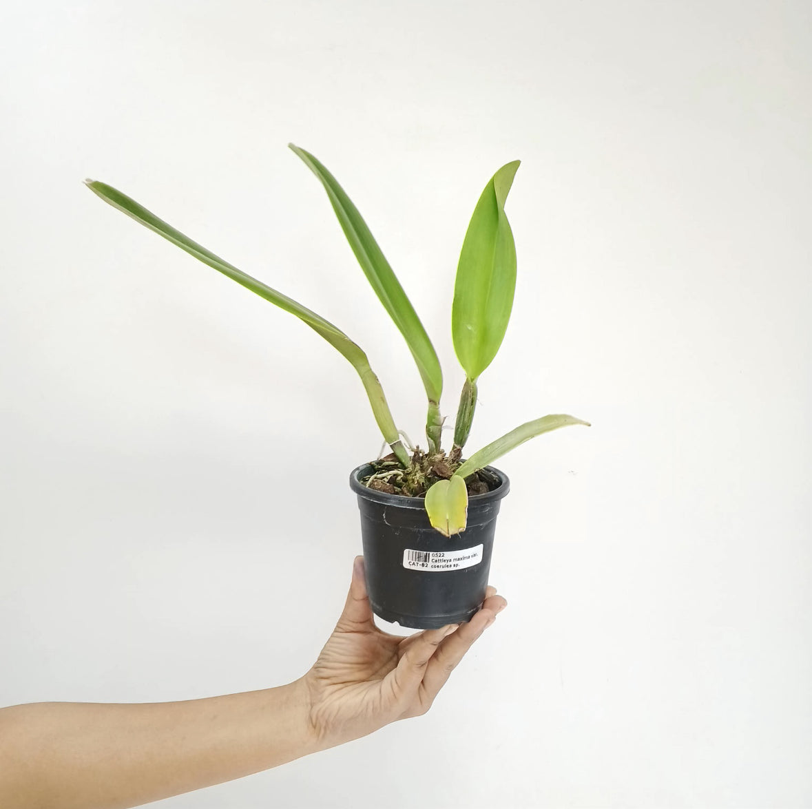 Cattleya maxima var. coerulea sp. Orchid Plant - MS