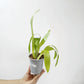 Oncidium (Odon) Barrocco Bright Orchid Plant- BS