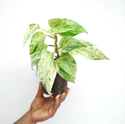 Money Plant Silver Vine Small Pot