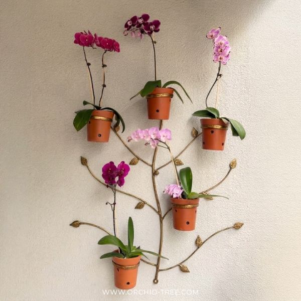 Golden Orchid Wall Display