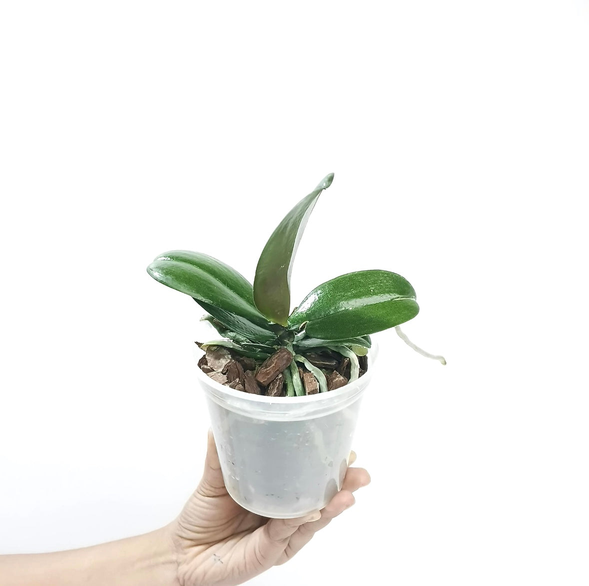 Phalaenopsis I-Hsin Yellow Leopard Orchid Plant - MS