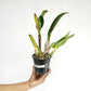 Cattleya (Rlc.) Subprasert Red Orchid Plant - FF (Bud In sheath)