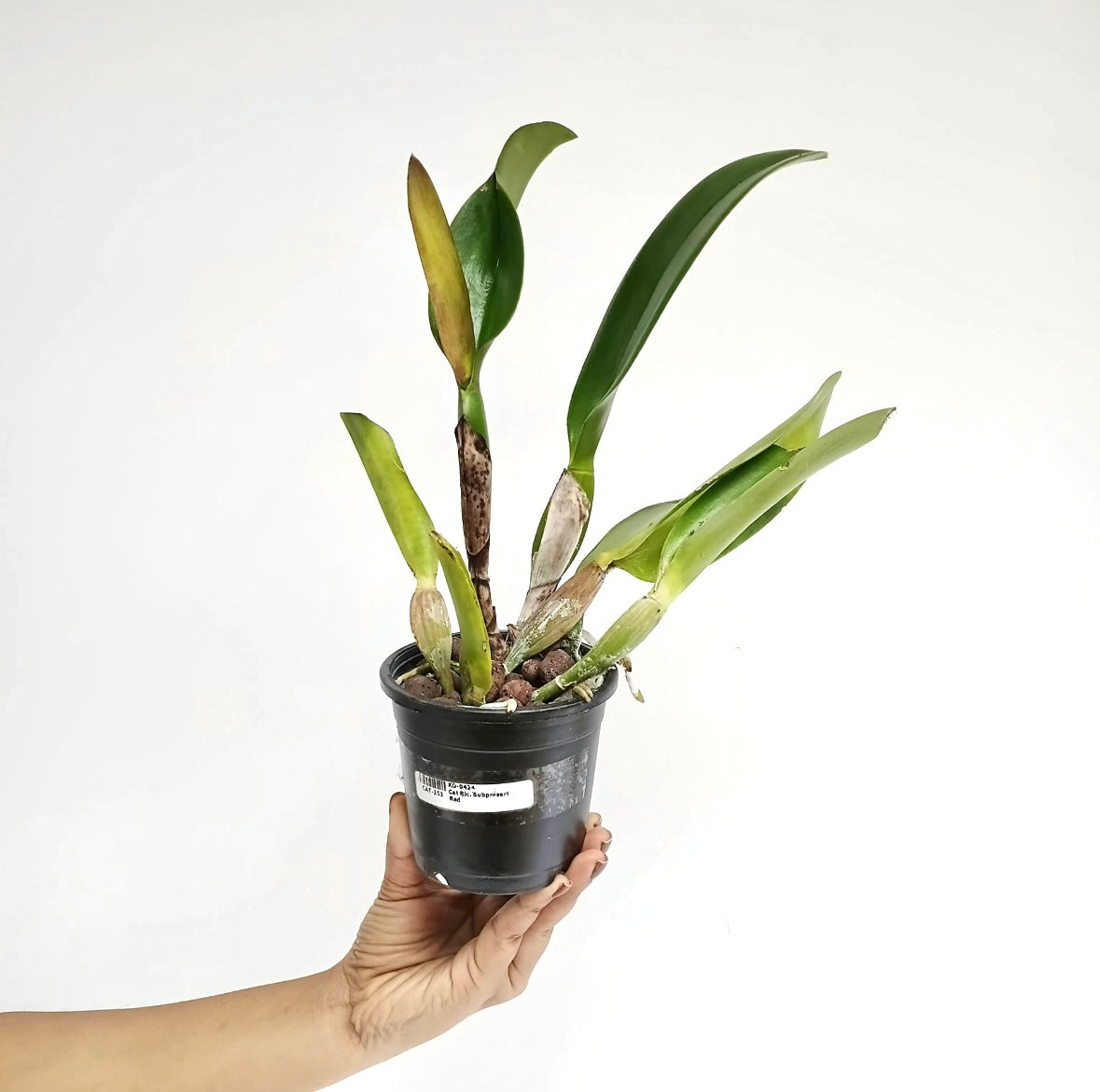 Cattleya (Rlc.) Subprasert Red Orchid Plant - FF (Bud In sheath)