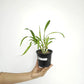 Ansellia africana sp. Orchid Plant - MS
