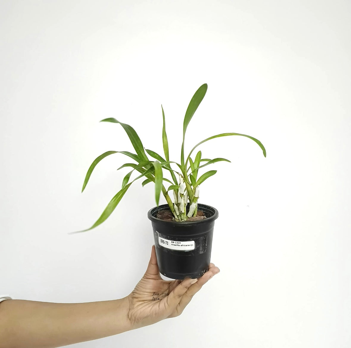 Ansellia africana sp. Orchid Plant - MS