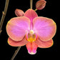 Phalaenopsis Berry Charmer Orchid Plant - FF