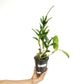 Dendrobium Burana Jade Orchid Plant - FF
