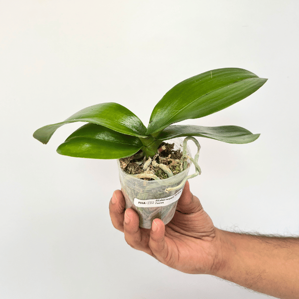 Phalaenopsis Yellow Focus Orchid Plant - BS - Buy Orchids Plants Online by Orchid-Tree.com
