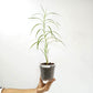 Arundina graminifolia 'Bamboo Orchid' Orchid Plant - MS