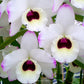 Dendrobium Nobile To My Kids Snow White AM/AOS Orchid Plant - BS