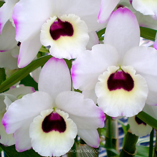 Dendrobium Nobile To My Kids Snow White AM/AOS Orchid Plant - BS