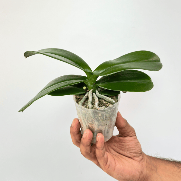 Phalaenopsis Lianher Duo Er-Guen Orchid Plant -  BS - Buy Orchids Plants Online by Orchid-Tree.com
