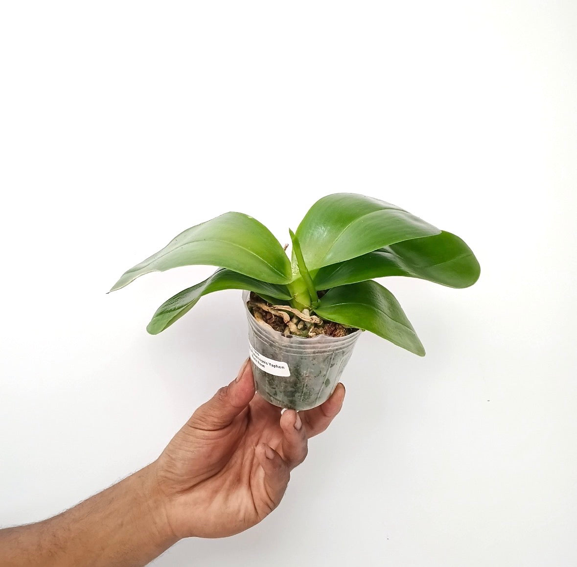 Phalaenopsis Yaphon Black Rose Orchid Plant - FF
