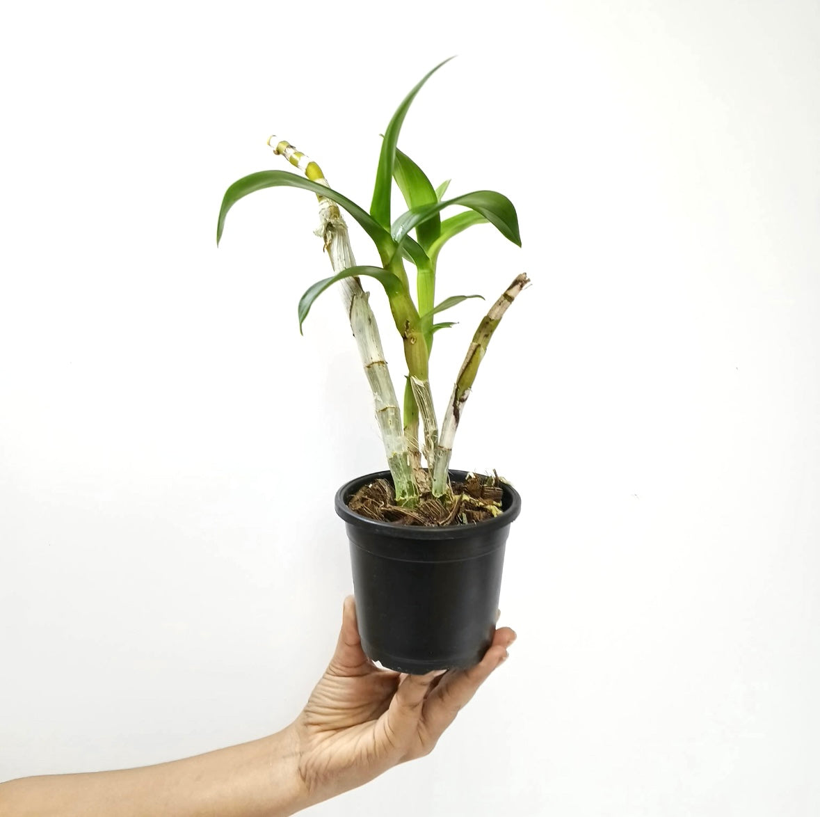 Dendrobium Suree Peach Orchid Plant - BS