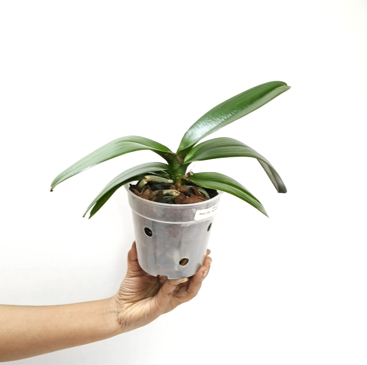 Phalaenopsis Lianher Red Apple - BS