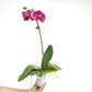 Phalaenopsis Lianher Red Apple - FF