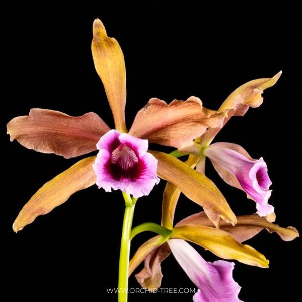 Cattleya(Laelia) tenebrosa 'YD Black Eye' × self Orchid Plant - BS