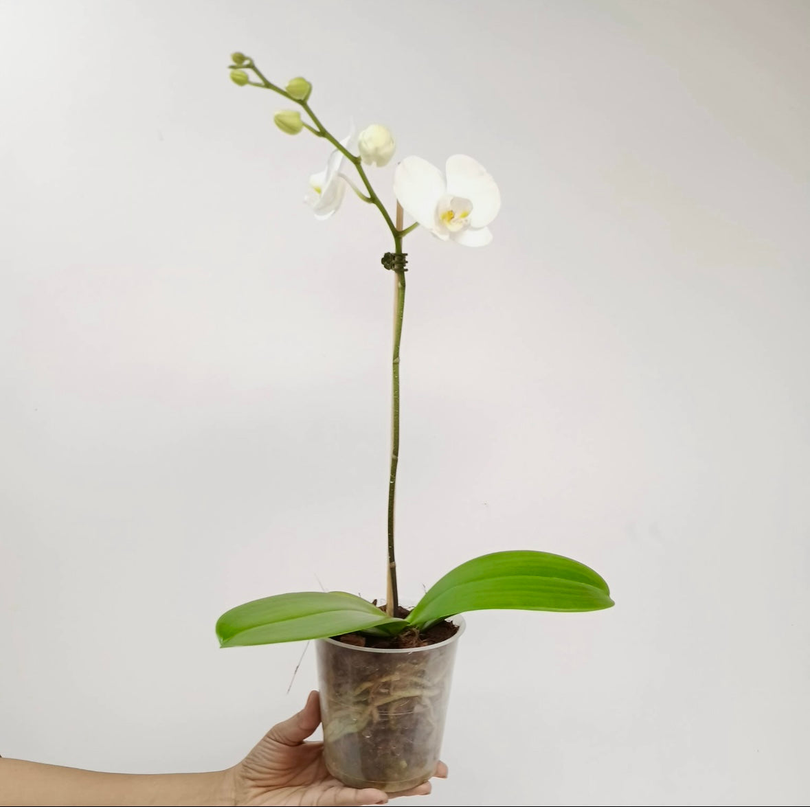 Phalaenopsis Snow Eagle Orchid Plant - FF