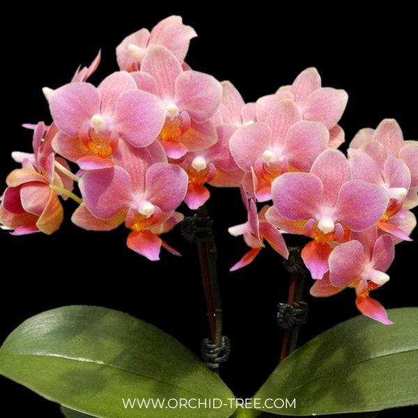 Phalaenopsis Younghome Chic Peach (Miniature Orchid Plant ) - FF