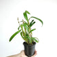 Dendrobium PM White - BS