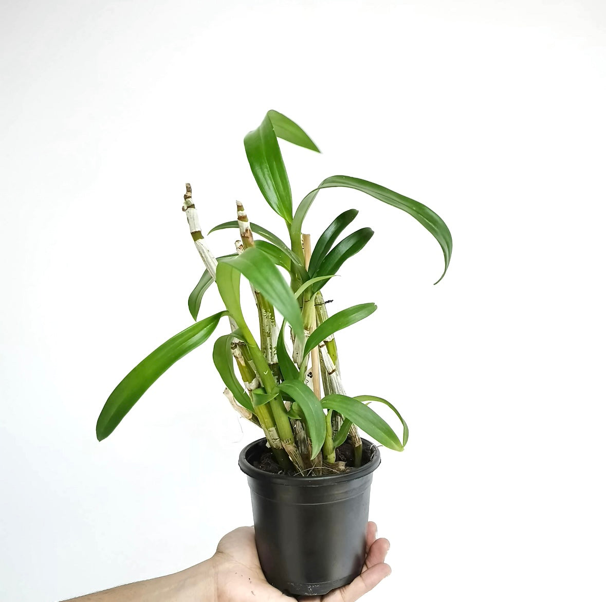 Dendrobium PM White - BS
