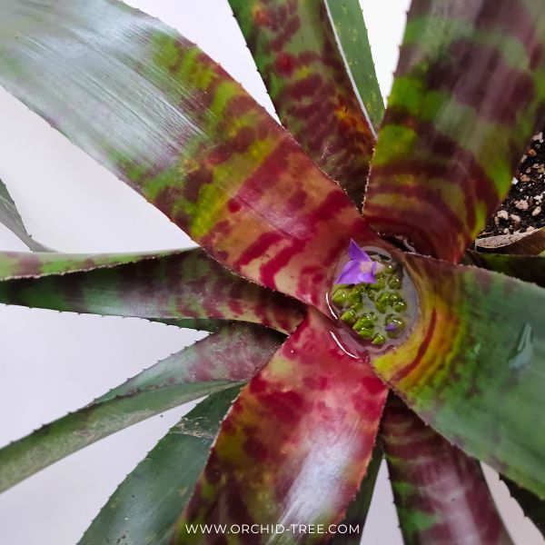 Bromeliad