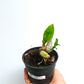 Catasetum Penang 'Dark Red' - BS