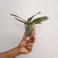 Phalaenopsis I-Hsin Cherry Bomb '228' - FF