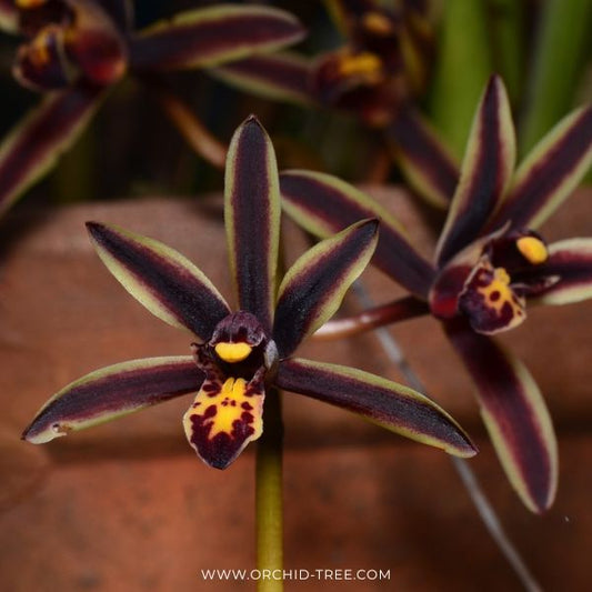 Cymbidium bicolour Sp. Orchid Plant - BS