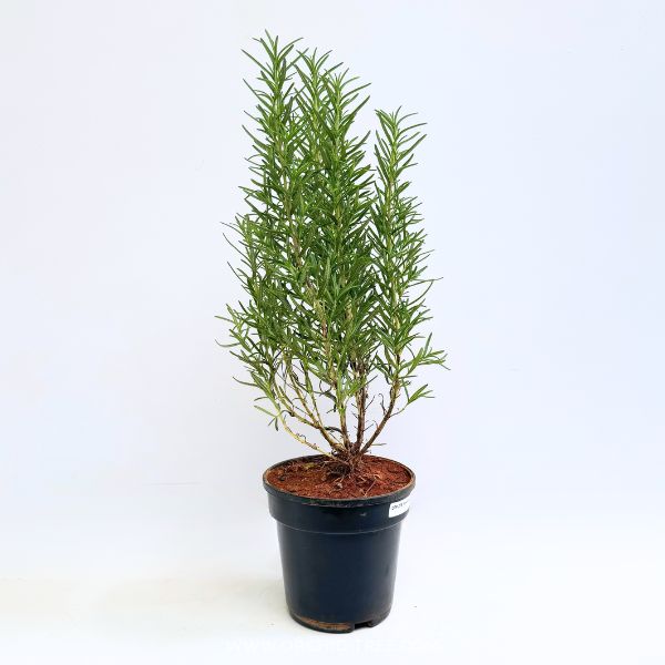 Rosemary