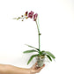 Phalaenopsis Rum Red Orchid Plant - FF